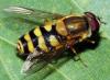 Syrphus sp.